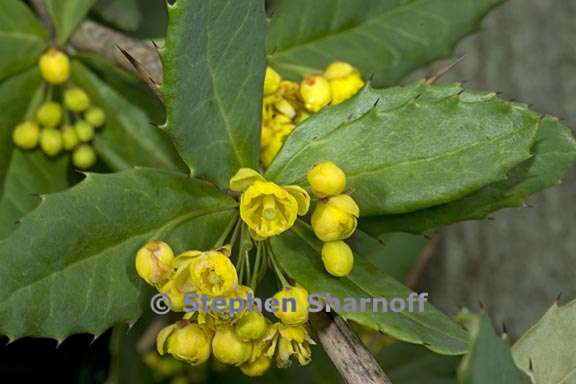 berberis sargentiana 1 graphic